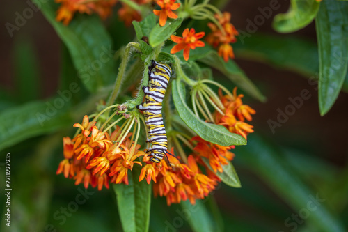 Monarch caterpillar on butterfly milkweed