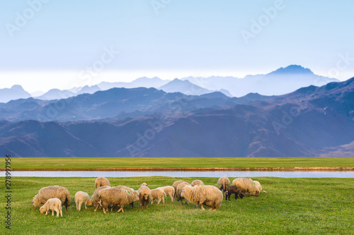 Sheep and goats graze on green grass in spring