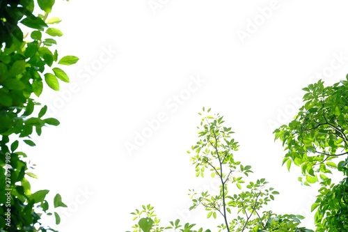 In selective focus tropical tree leaves with branches and sunlight on white isolated background for green foliage backdrop 