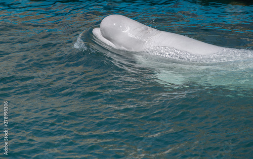 Fototapet one beluga whale, white whale in water