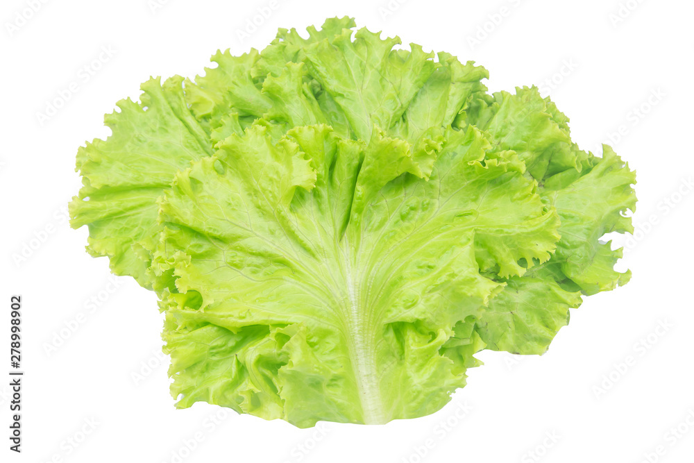 Salad leaf. Lettuce isolated on white background with clipping path. Salad leaf. Lettuce isolated on white background with clipping path.