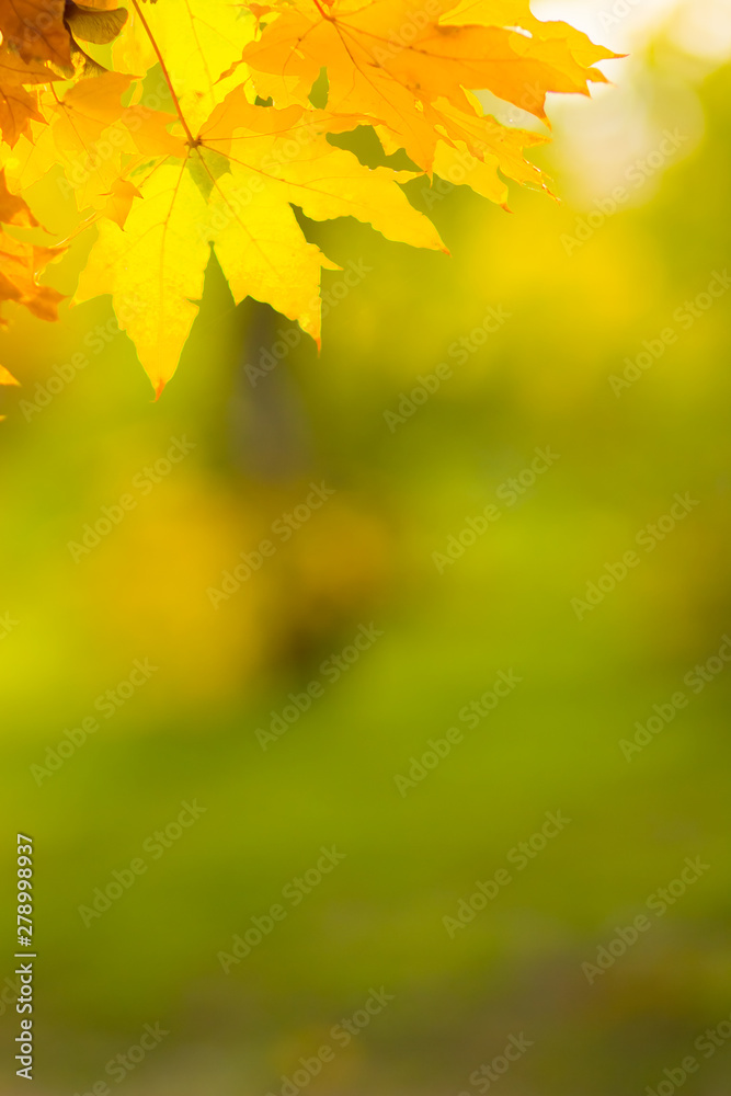 Yellow leaves on a tree. Yellow maple leaves on a blurred background. Golden leaves in autumn park. Copy space Yellow leaves on a tree. Yellow maple leaves on a blurred background. Golden leaves in autumn park. Copy space