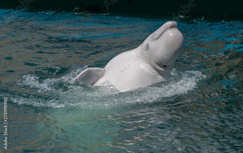Slika na platnu one beluga whale, white whale in water