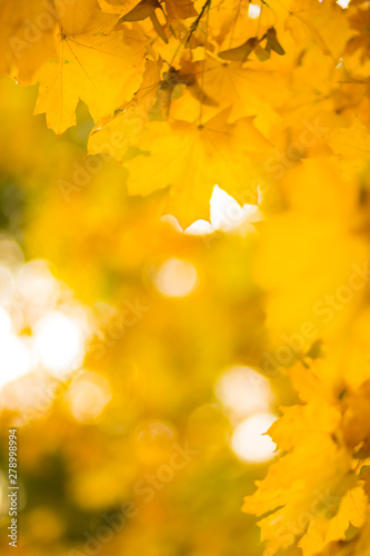 Yellow leaves on a tree. Yellow maple leaves on a blurred background. Golden leaves in autumn park. Copy space