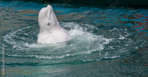 Fotografiet one beluga whale, white whale in water