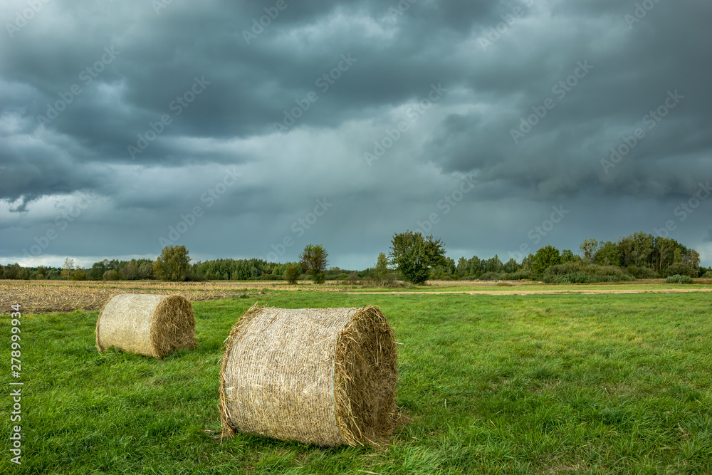 Round hay bales lying on a green meadow and dark rainy clouds in the sky