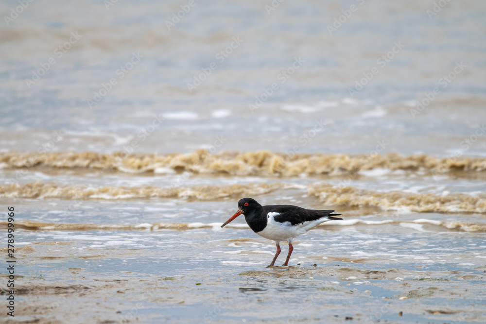 Common Pied Oystercatcher (Haematopus ostralegus) searching for food at low tide in the Dengie mud flats, Bradwell on Sea, Essex, UK Common Pied Oystercatcher (Haematopus ostralegus) searching for food at low tide in the Dengie mud flats, Bradwell on Sea, Essex, UK