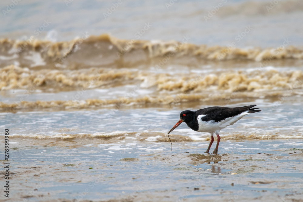 Common Pied Oystercatcher (Haematopus ostralegus) searching for food at low tide in the Dengie mud flats, Bradwell on Sea, Essex, UK Common Pied Oystercatcher (Haematopus ostralegus) searching for food at low tide in the Dengie mud flats, Bradwell on Sea, Essex, UK