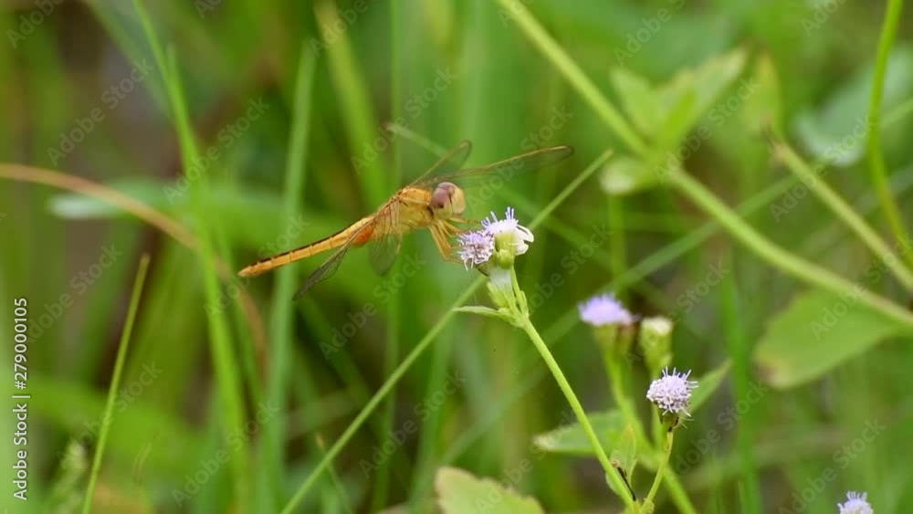 Yellow golden dragonfly with green background in outdoor sun lighting video. Yellow golden dragonfly with green background in outdoor sun lighting video.