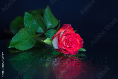 Red rose lies on the mirror with drops of water on the rose and the mirror