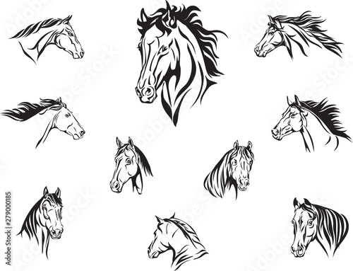 horse, head of a horse, portrait, image, graphics, various options