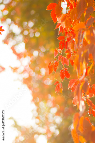 Colorful leaves of wild grapes. Red leaves on a vine twine a tree. Autumn colored leaves in the sun. Creative copy space