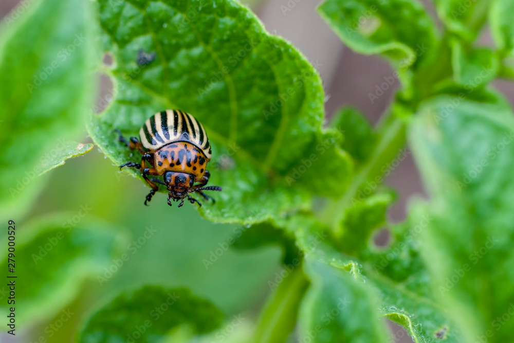 Colorado potato beetle eats potato leaf. Macro. Selective focus. Copy space. Colorado potato beetle eats potato leaf. Macro. Selective focus. Copy space.