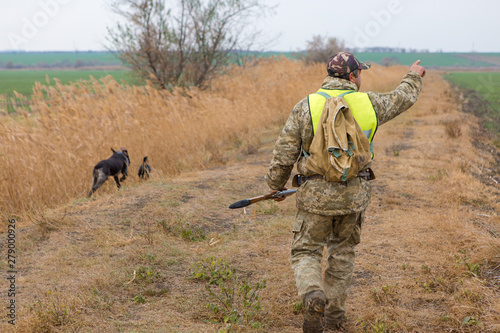 Hunter with a german drathaar and spaniel, pigeon hunting with dogs