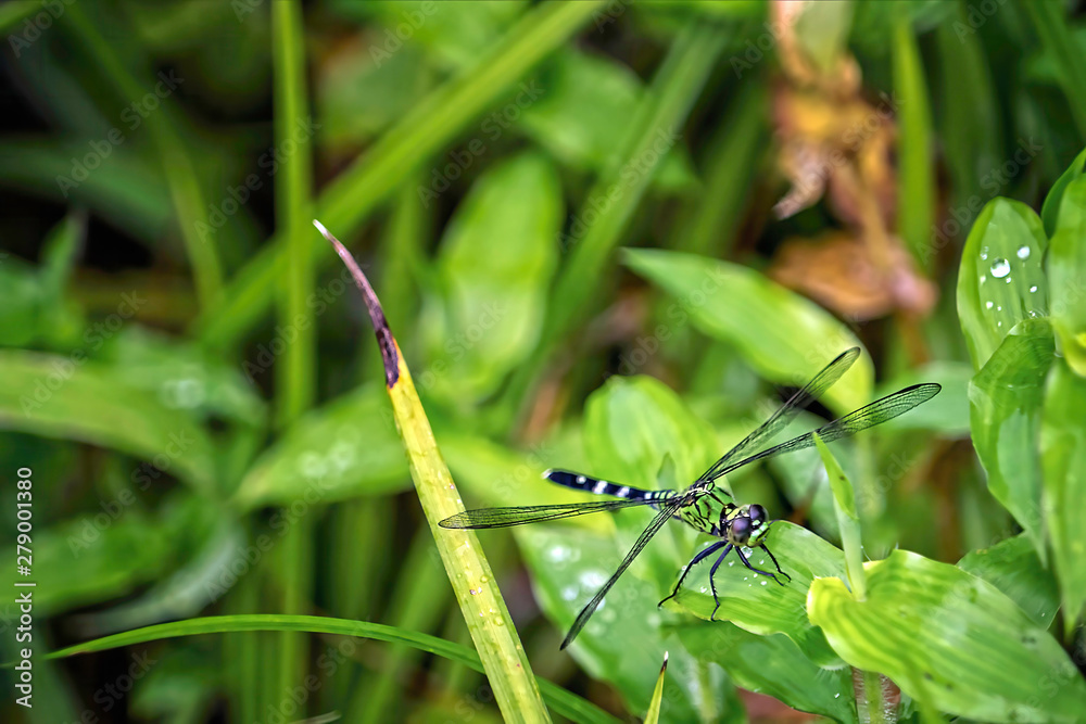 dragonfly on grass dragonfly on grass