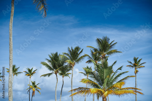 Fototapeta Naklejka Na Ścianę i Meble -  palm trees and blue sky