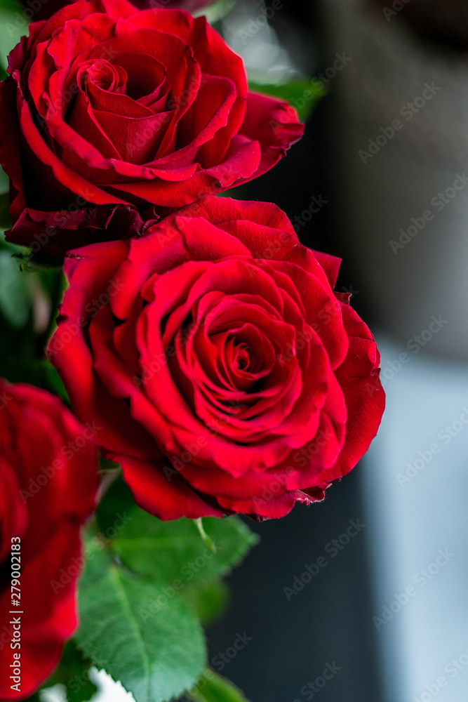 Fototapeta premium rose closeup 