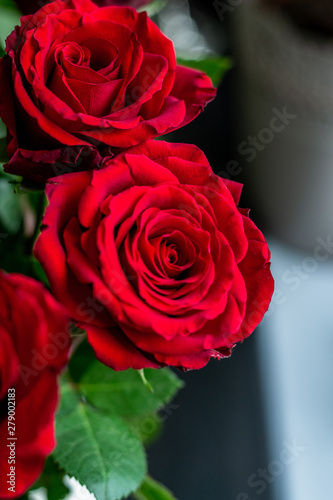 rose closeup 