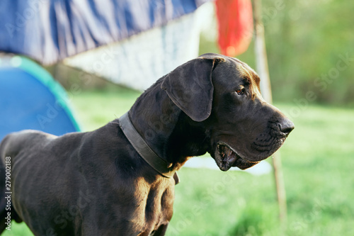 portrait of a dog