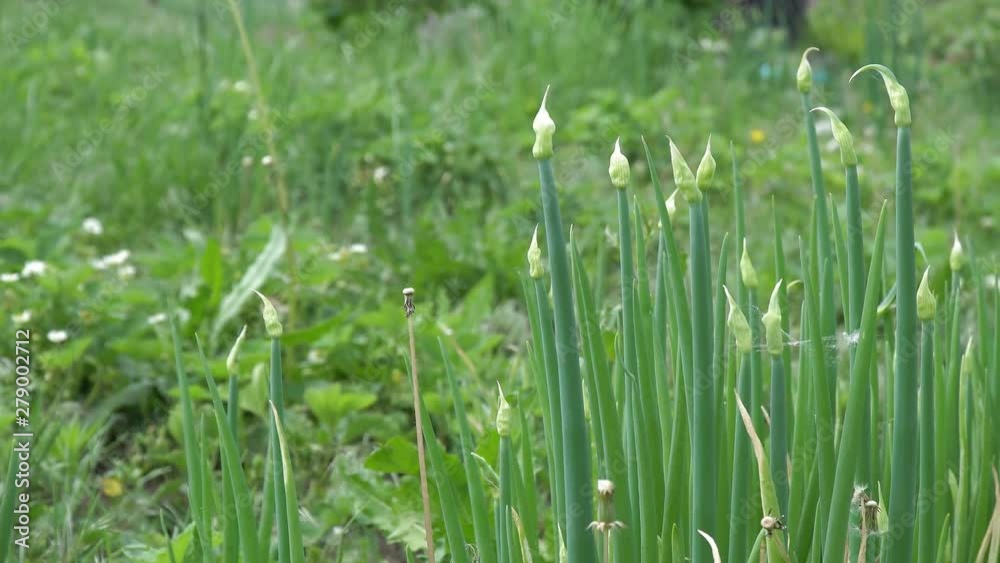 Green onions in the garden Green onions in the garden