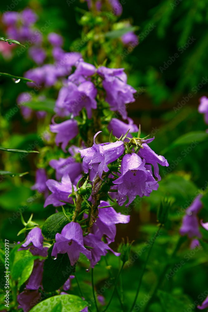 Garden flower bell with water drops on flowers after rain Garden flower bell with water drops on flowers after rain