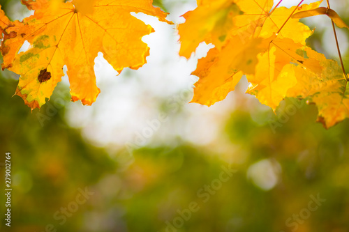 Yellow maple leaves on a blurred background. Yellow leaves on a tree. Golden leaves in autumn park. Copy space
