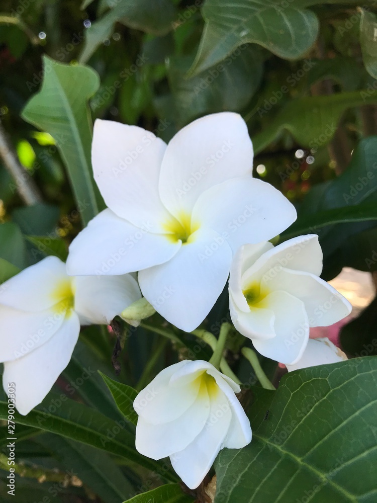 Fototapeta premium white flowers in garden