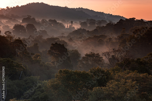 Fototapeta dżungla świt kostaryka pejzaż drzewa