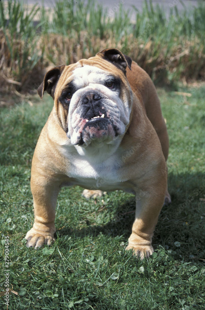 English Bulldog