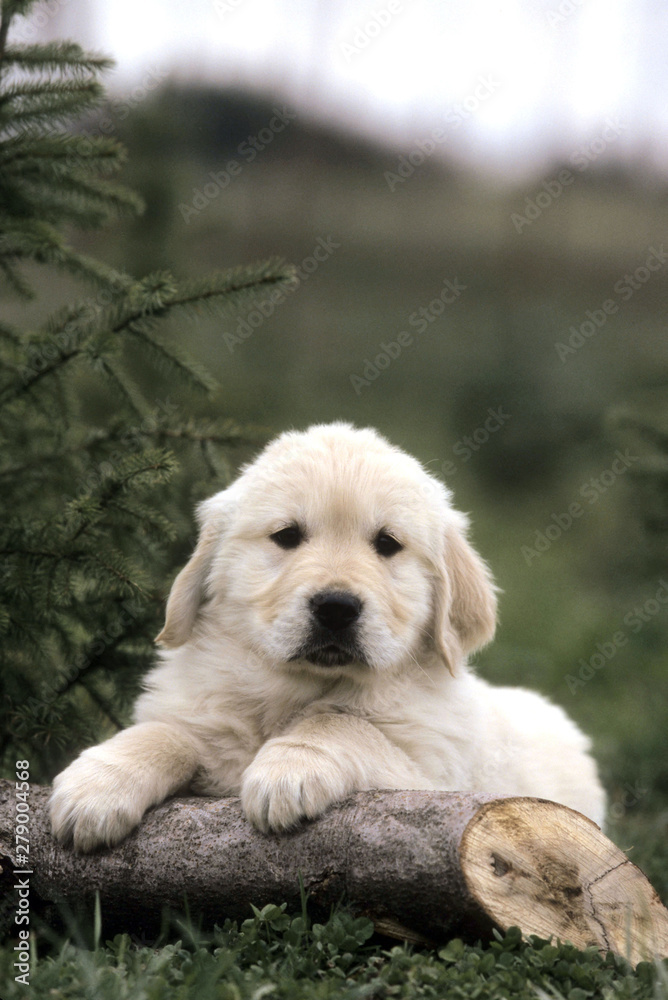 Golden Retriever Golden Retriever