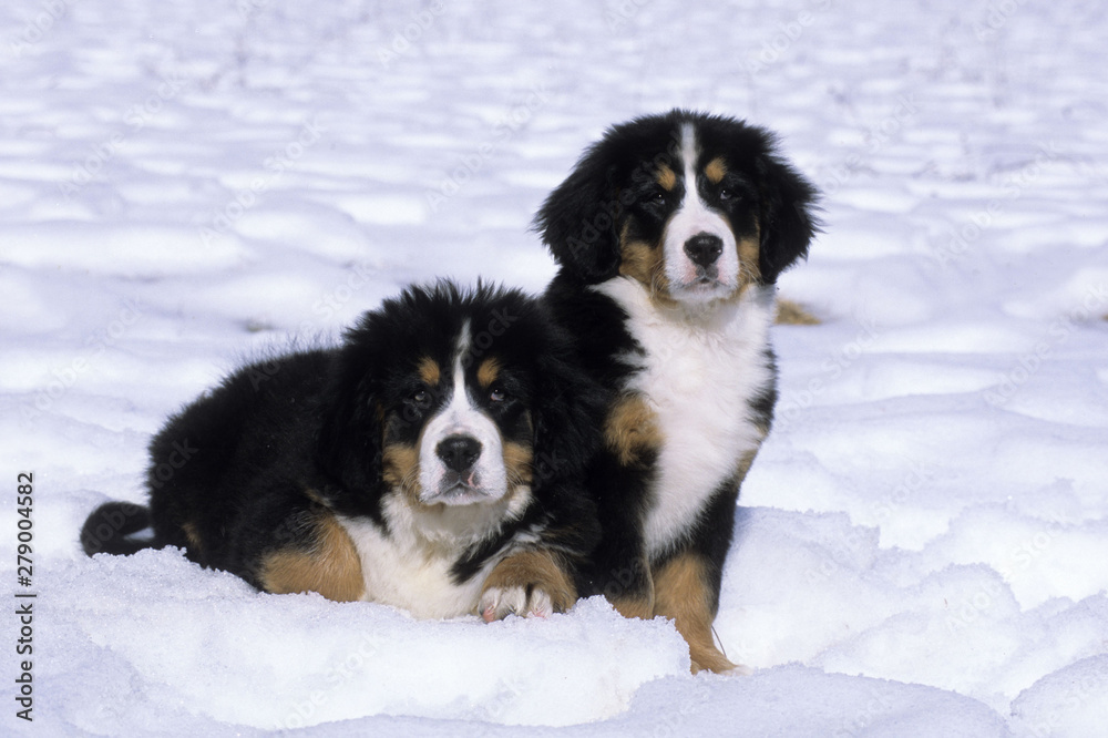 Bernese Mountain Dog puppies