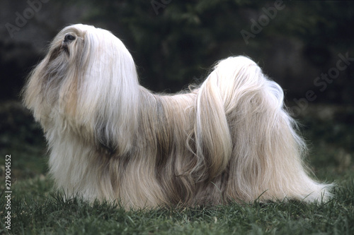 Foto Lhasa Apso