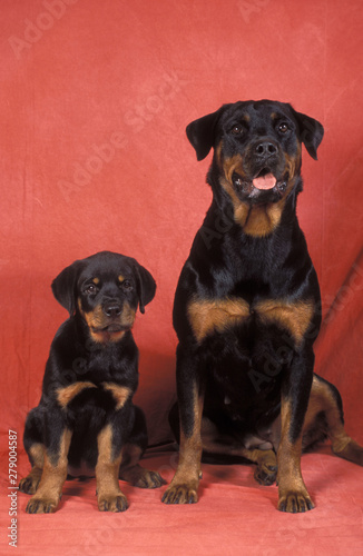 Rottweiler