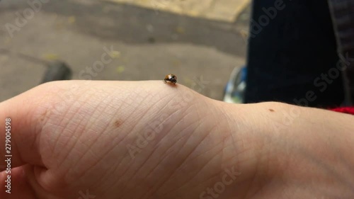 Ladybug crawls on the hand of a girl.