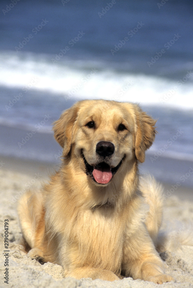 Golden Retriever