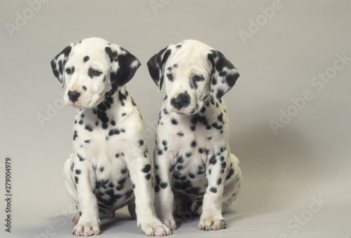 Dalmatian dog ouooies