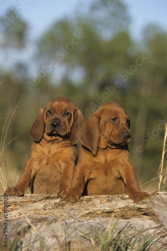 Redbone Coonhound puppies