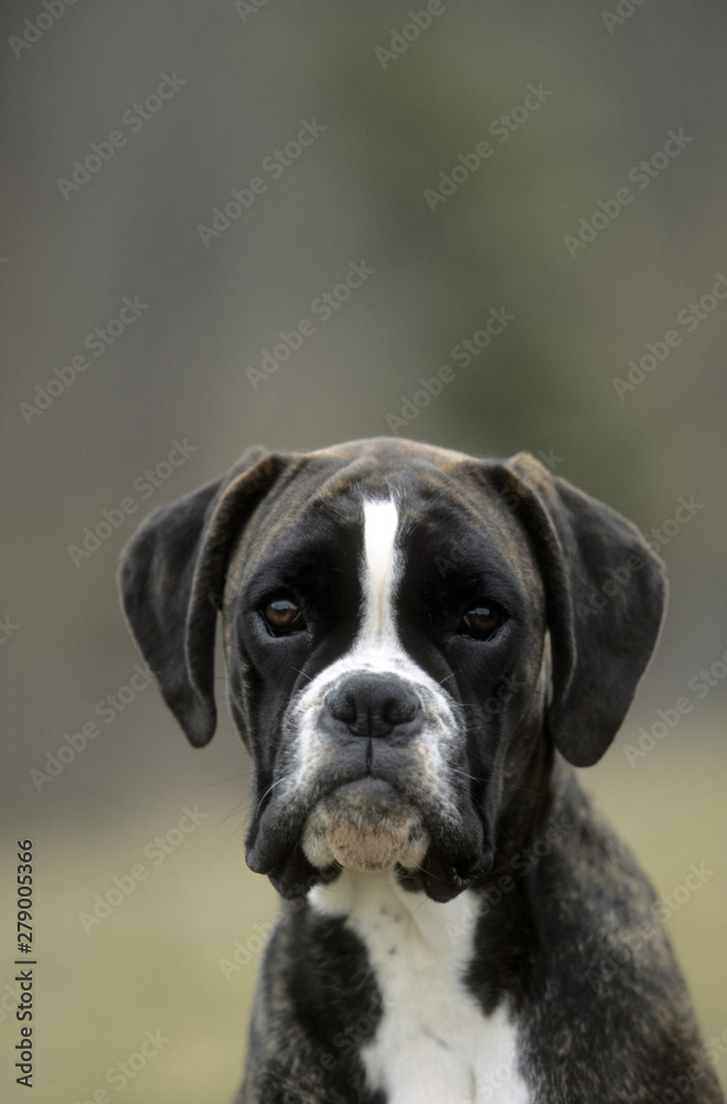 Boxer portrait Boxer portrait