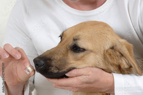 Mutt taking medicine homeopathy