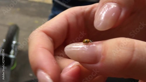 Ladybug crawls on the hand of a girl.