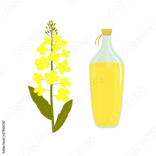Canola flower. Bottle of rapeseed oil. Rape plant