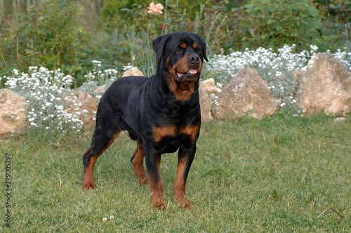 Rottweiler