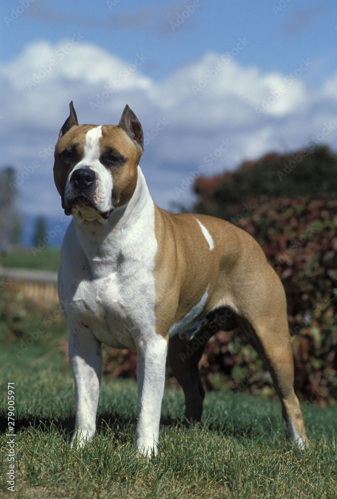 American Staffordshire Terrier