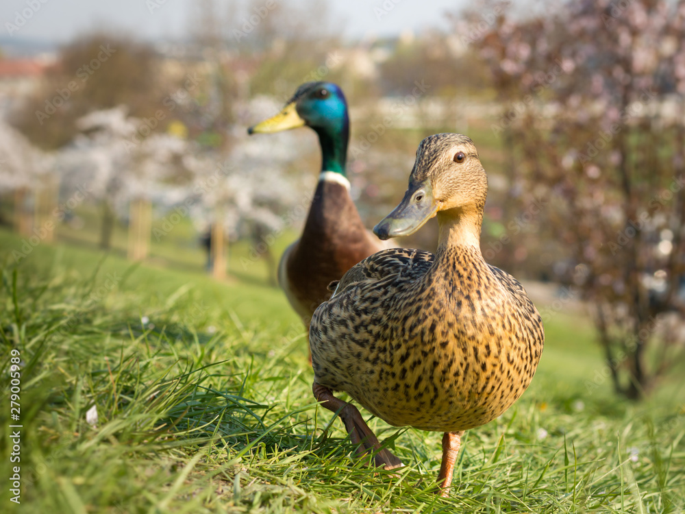 Duck walking on the green grass Duck walking on the green grass