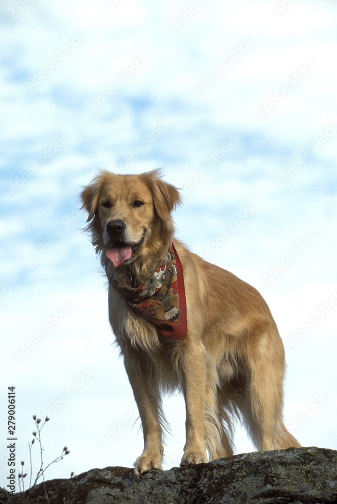 Obraz premium Golden Retriever