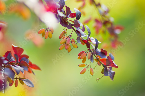 Barberry fruits ripening on the branch. Branch with red leaves on a blurred background. Colorful leaves on barberry bush. Autumn pattern. Copy space