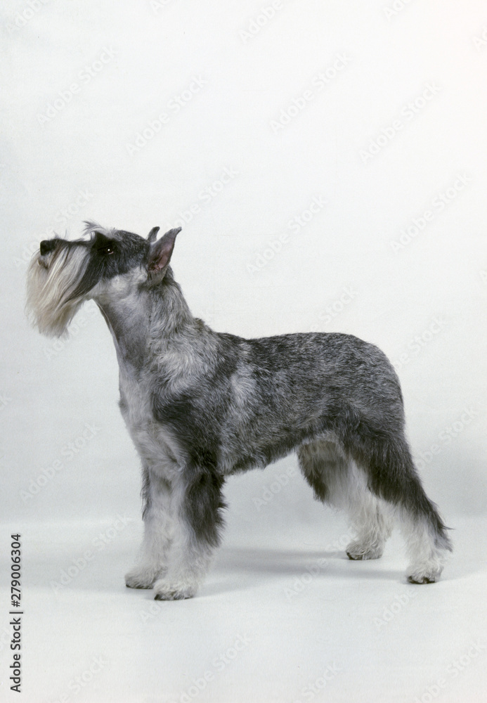 Schnauzer