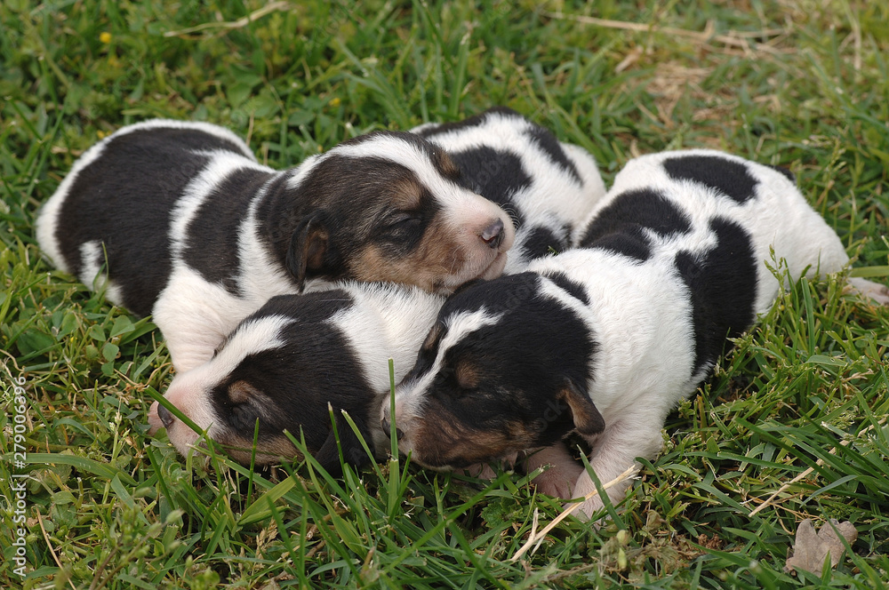 Jack Russell Terrier