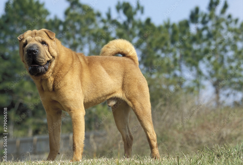 Shar Pei