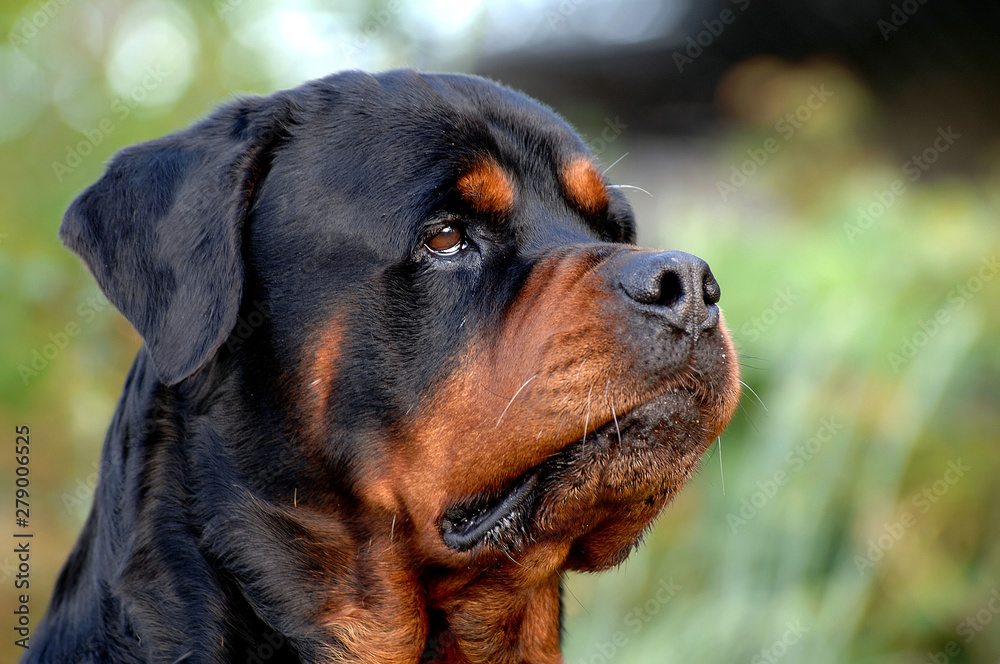 Obraz premium Rottweiler
